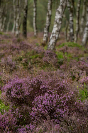 Stunning landscape image of late Summer heather at Surprise View in Peak District National Park in...