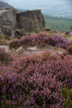 Stunning landscape image of late Summer vibrant heather at Curbar Edge in Peak District National Park in Englandの写真素材
