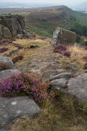 Stunning landscape image of late Summer vibrant heather at Curbar Edge in Peak District National Park in Englandの写真素材