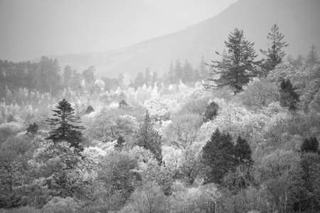 Black and white Beautiful Lake District landscape image of vibrant Autumn woodlands with mountain ranges in backgroundの写真素材