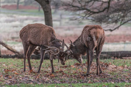 Beautiful image of red deer stags Cervus Elaphus clashing antlers during rut season in golden...