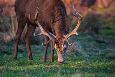 Beautiful portrait of solo red deer stag Cervus Elaphus in golden dawn sunlight in Winter in woodland landscapeの写真素材