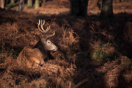 Beautiful portrait of solo red deer stag Cervus Elaphus in golden dawn sunlight in Winter in woodland landscapeの写真素材