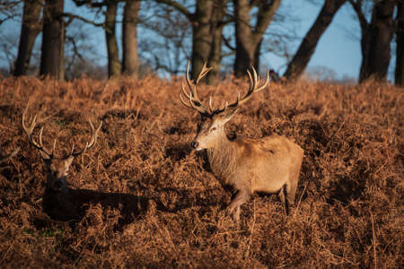 Epic image of herd of red deer stags Cervus Elaphus in glowing golden dawn sunlight in forest landscape scene with stunning lightの写真素材