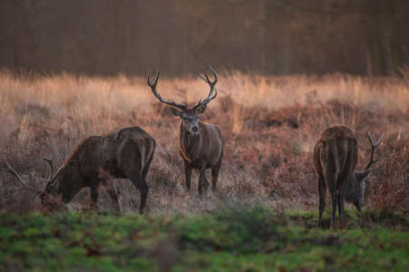 Epic image of herd of red deer stags Cervus Elaphus in glowing golden dawn sunlight in forest landscape scene with stunning lightの写真素材
