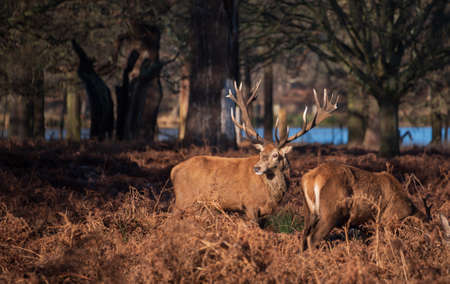 Epic image of herd of red deer stags Cervus Elaphus in glowing golden dawn sunlight in forest landscape scene with stunning lightの写真素材