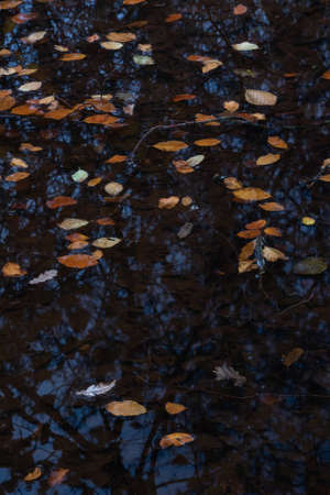 Stunning abstract intimate landscape image of vibrant golden leaves in deep dark lake edge waterの写真素材