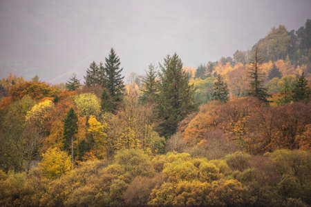 Beautiful Lake District landscape image of vibrant Autumn woodlands with mountain ranges in backgroundの写真素材
