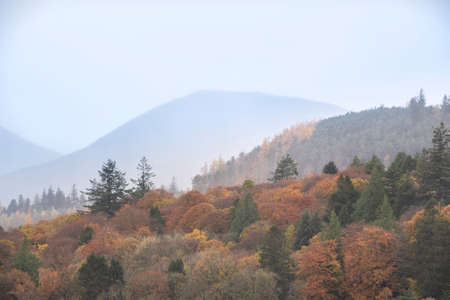 Beautiful Lake District landscape image of vibrant Autumn woodlands with mountain ranges in...