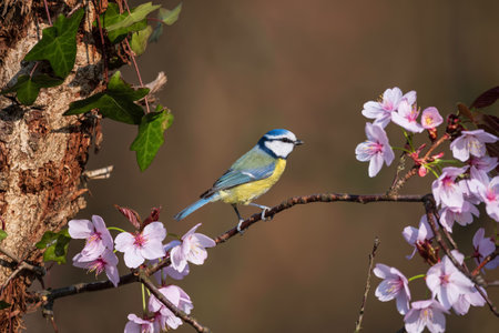 Beautiful Spring image of Blue Tit Cyanistes Caerulueus bird on pink blossom tree in woodland landscape settingの写真素材