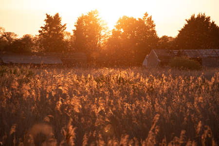 Beautiful Summer feel landscape of sunset over reed beds in Somerset Levels wetlands with pollen and insects in the air backlit agaisnt setting sunの写真素材
