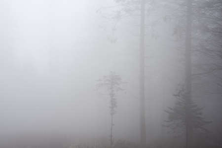 Beautiful atmospheric moody landscape image of foggy woodland in Autumnの写真素材