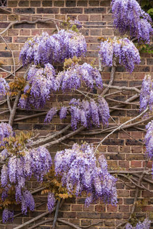 Beautiful Spring landscape image of typical English country garden sceneの写真素材