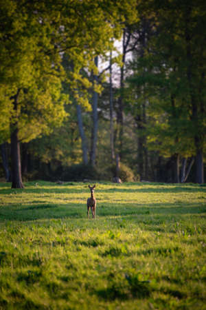 Beautiful red deer doe caught in stunning Spring sunrise light on edge of forest in English countrysideの写真素材