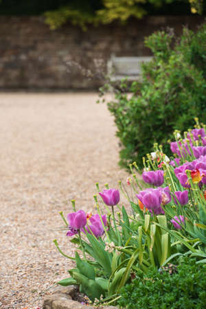 Beautiful landscape image of typical English country garden in Spring with colorful tulips beds and...