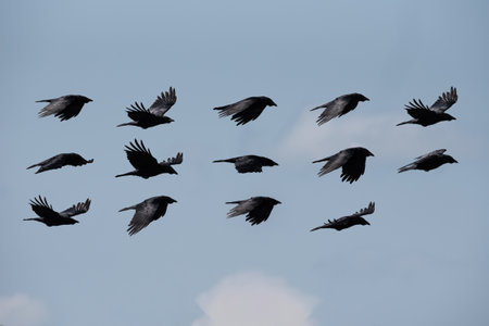 Composite compilation image of Carrion Crow Corvus Corone in flight against blue sky