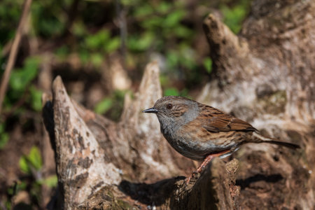 Beautiful vibrant image of Wren bird Troglodytes Aedon in Spring woodland landscape settingの写真素材