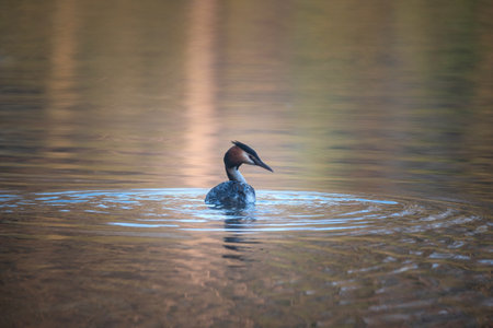 Beautiful image of Great Crested Grebes Podiceps Aristatus during mating season in Spring on misty...