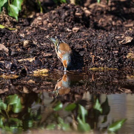Beautiful colorful image of Chaffinch bird Fringilla Coelebs in woodland landscape scene drinking...