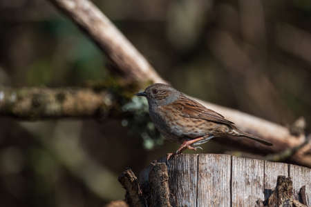 Beautiful vibrant image of Wren bird Troglodytes Aedon in Spring woodland landscape settingの写真素材