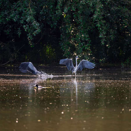 Adult male Grey Herons Ardea Cinerea fighting at lakeside during Spring morningの写真素材