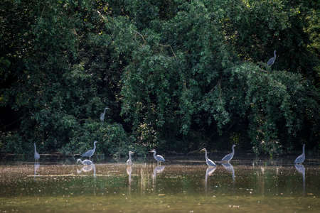 Flock of Grey Herons Ardea Cinerea birds in trees at edge of lake in Spring landscape