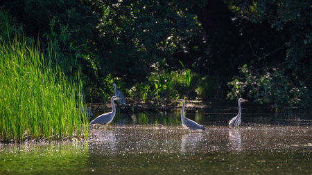 Flock of Grey Herons Ardea Cinerea birds in trees at edge of lake in Spring landscapeの写真素材