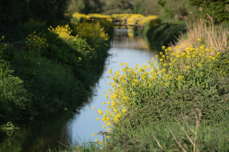 Beautiful Spring landscape with shallow depth of field techniqure of rapeseed canola along river bank in Spring at sunriseの写真素材