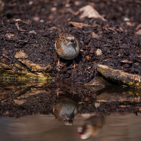 Beautiful vibrant image of Wren bird Troglodytes Aedon in Spring woodland landscape settingの写真素材