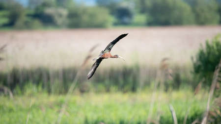 Beautiful detailed image of Glossy Ibis Plegadis Falcinellus in flight over wetlands landscape in...