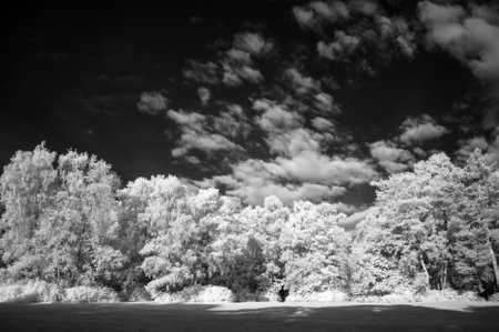 Beautiful false colour infrared forest landscape imageの写真素材