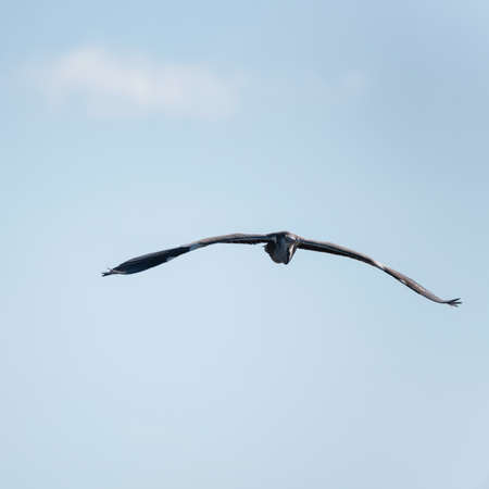 Beautiful image of Grey Heron Ardea Cinerea in flight over wetlands landscape in Spring