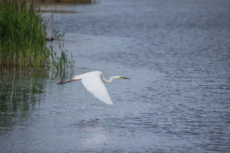 Lovely image of beautiful Great White Egret Ardea Alba in flight over wetlands during Spring sunshineの写真素材