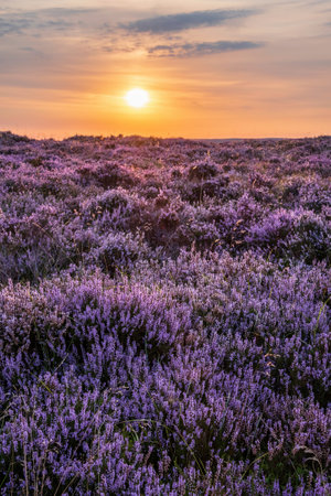 Stunning late Summer sunrise in Peak District over fields of heather in full bloom around Higger Tor and Burbage Edgeの写真素材
