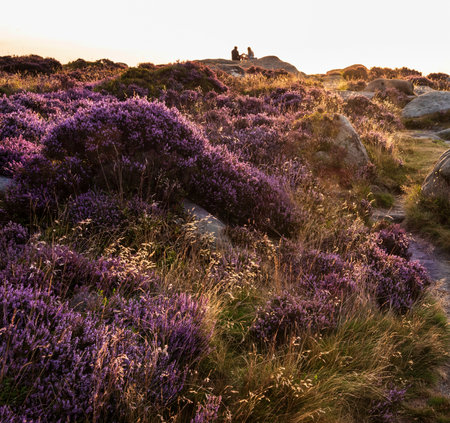 Stunning late Summer sunrise in Peak District over fields of heather in full bloom around Higger Tor and Burbage Edgeの写真素材