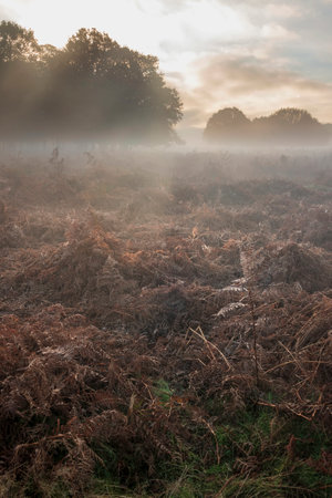 Beautiful Autumn Fall sunrise landscape scene in woodland setting with atmospheric fog lingering in the distanceの写真素材