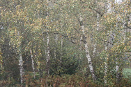 Beautiful atmospheric woodland Autumn Fall landscape image with moody feelの写真素材