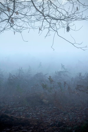 Beautiful Autumn Fall sunrise landscape scene in woodland setting with atmospheric fog lingering in the distanceの写真素材
