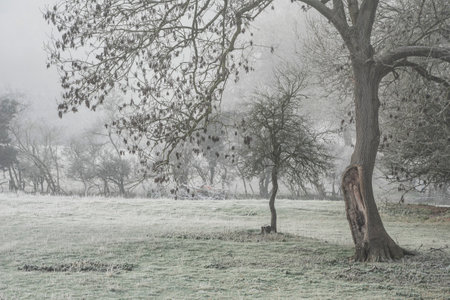 Beautiful Wintry landscape image of forest in English countryside covered in hoarfrostの写真素材