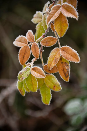 Beautiful close up landscape image of frozen foliage covered in hoarfrost a dawn in English countrysideの写真素材