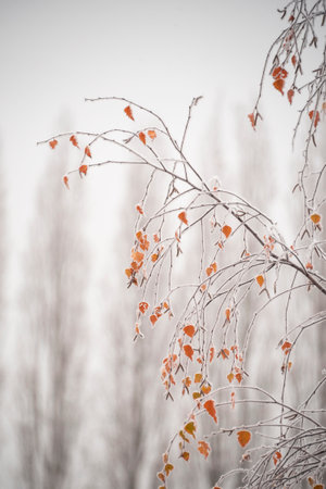 Beautiful close up landscape image of frozen foliage covered in hoarfrost a dawn in English countrysideの写真素材