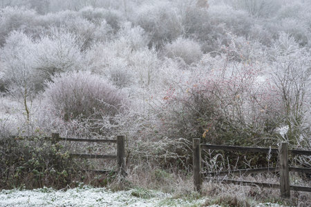 Beautiful Wintry landscape image of forest in English countryside covered in hoarfrostの写真素材