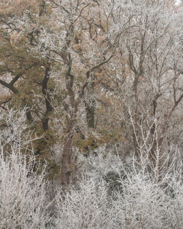 Beautiful Wintry landscape image of forest in English countryside covered in hoarfrostの写真素材