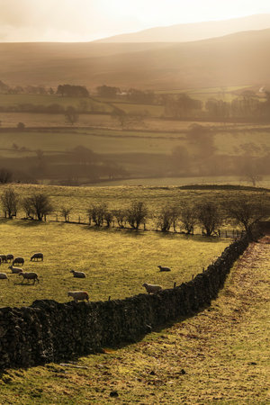 Beautiful Winter sunrise landscape image looking across glowing fields with sheep in field