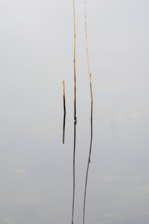 Beautiful fine art minimalist abatract Winter landscape image of reeds in Loughtrigg Tarn on misty morning with calm waterの写真素材