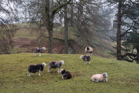 Beautiful landscape image of sheep in farm alongside Loughrigg Tarn in Lake District on a Winter morningの写真素材