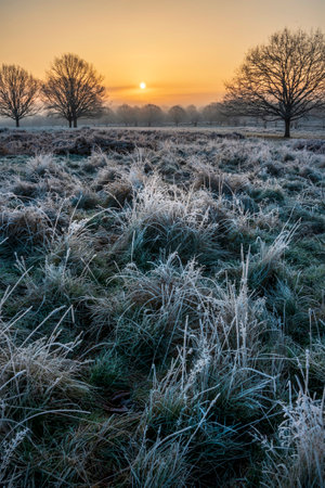 Beautiful Winter sunrise landscape image at dawn with hoarfrost on the plants and trees with golden hour sunrise lightの写真素材