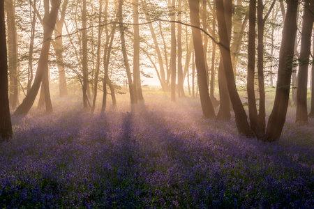 Beautiful Spring bluebell forest with light layer of fog giving calm peaceful feeling in English countrysideの写真素材