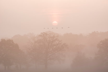 Beautiful foggy sunrise in English countryside with soft pastel sky and calm feelingの写真素材