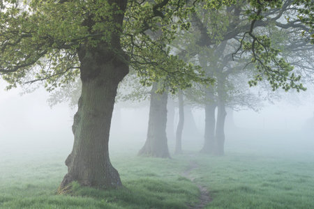 Beautiful foggy sunrise in English countryside with soft pastel sky and calm feelingの写真素材